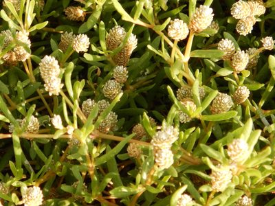 Gomphrena vermicularis, photographed by Isaac Chacón
