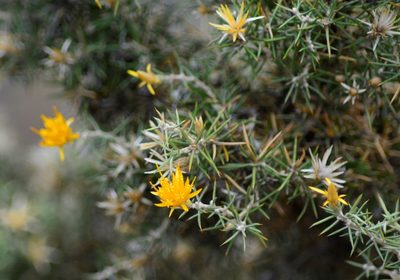 Chuquiraga erinacea, photographed by veonatura