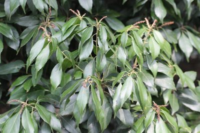 Lithocarpus konishii, photographed by Agnes Trekker