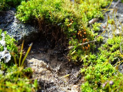 Tortula truncata, photographed by Grzegorz Grzejszczak
