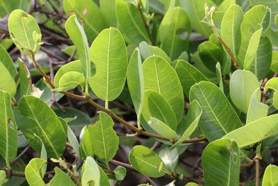 Gymnanthera oblonga, photographed by Agnes Trekker