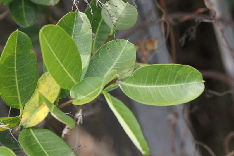 Gymnanthera oblonga, photographed by Agnes Trekker