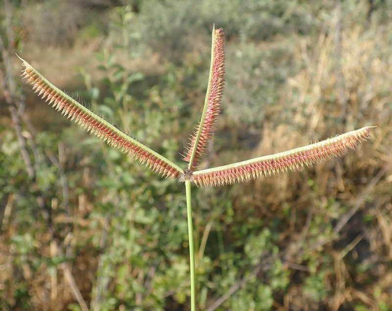 Dactyloctenium giganteum, photographed by Robert Taylor