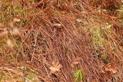 Carex globularis, photographed by Nina Filippova