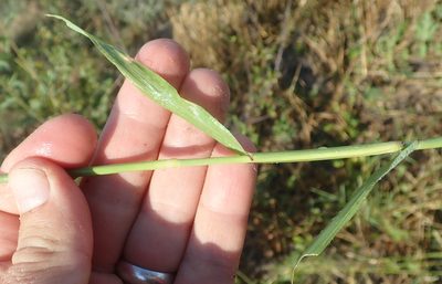 Dactyloctenium giganteum, photographed by Robert Taylor