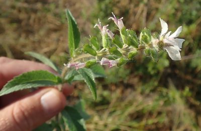 Syncolostemon bracteosus, photographed by Robert Taylor