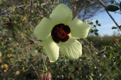 Astrohibiscus caesius, photographed by Robert Taylor