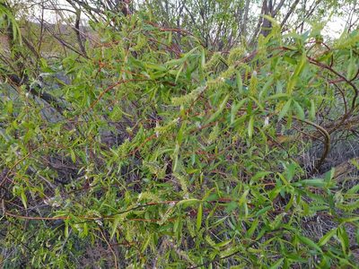 Salix acutifolia, photographed by sergleb