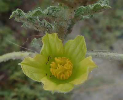 Citrullus naudinianus, photographed by Robert Taylor