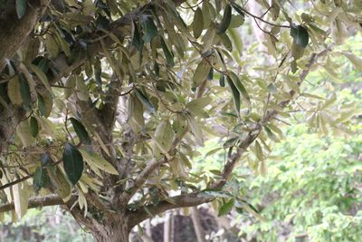 Heritiera littoralis, photographed by Agnes Trekker