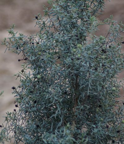 Suaeda divaricata, photographed by veonatura