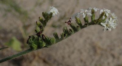 Heliotropium ciliatum, photographed by Robert Taylor