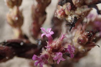 Striga bilabiata, photographed by Robert Taylor