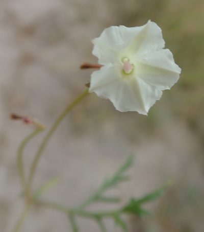 Ipomoea coptica, photographed by Robert Taylor