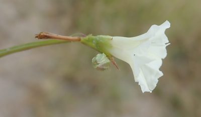 Ipomoea coptica, photographed by Robert Taylor