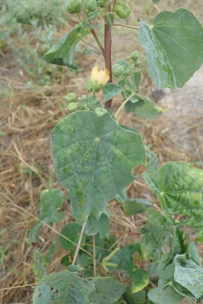 Abutilon angulatum, photographed by Robert Taylor