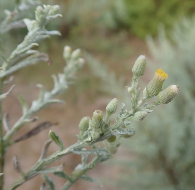 Laggera decurrens, photographed by Robert Taylor