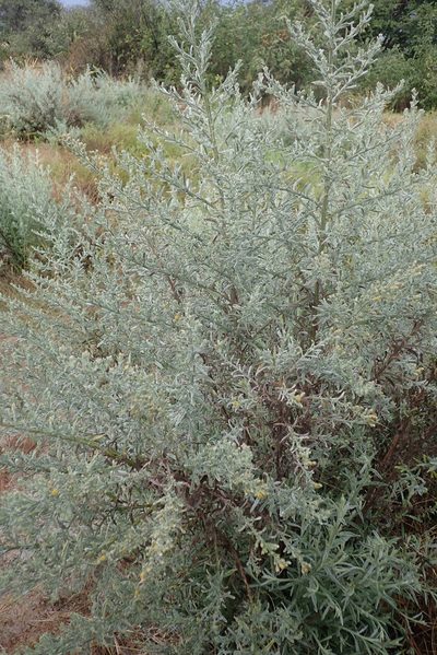 Laggera decurrens, photographed by Robert Taylor