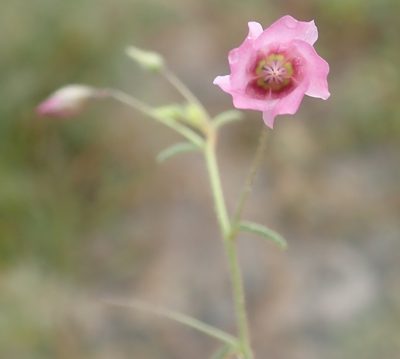 Hermannia kirkii, photographed by Robert Taylor