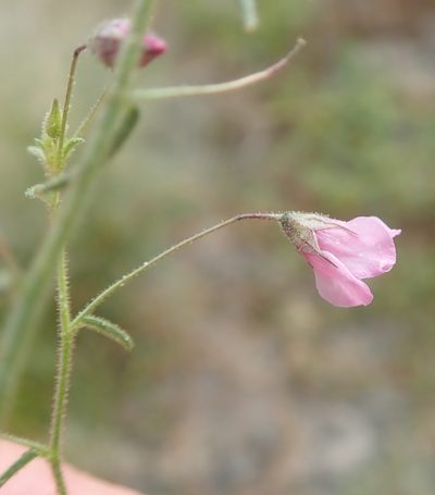 Hermannia kirkii, photographed by Robert Taylor