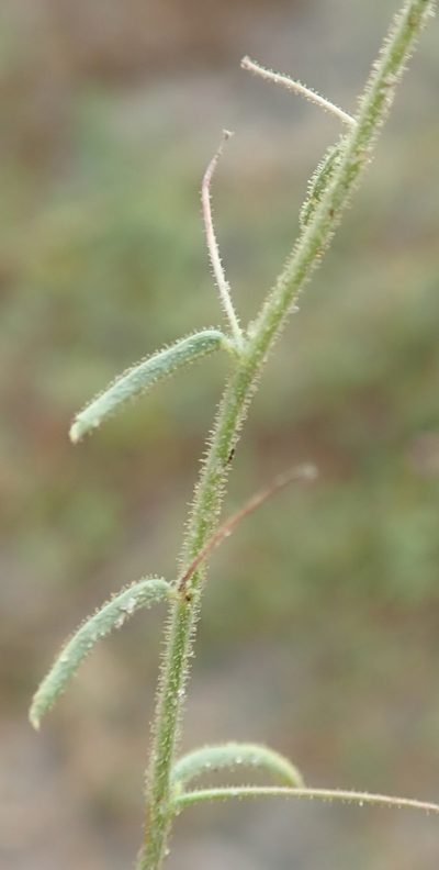 Hermannia kirkii, photographed by Robert Taylor