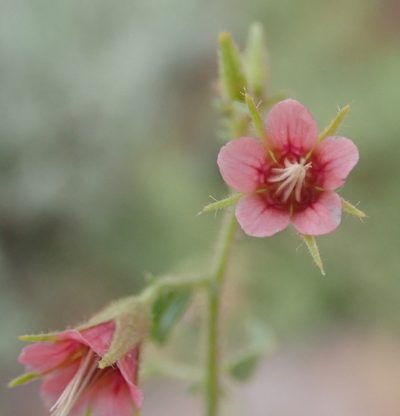 Hermannia glanduligera, photographed by Robert Taylor