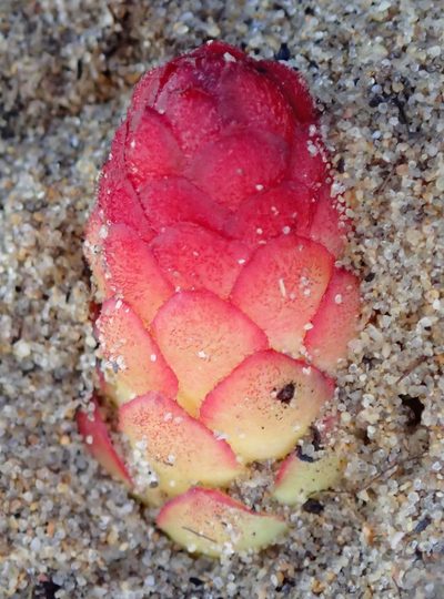 Hyobanche robusta, photographed by Nicola van Berkel