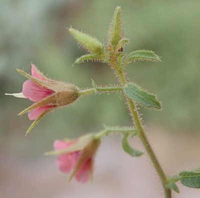 Hermannia glanduligera, photographed by Robert Taylor