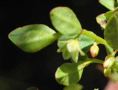 Phyllanthus andrachniformis, photographed by Nicola van Berkel