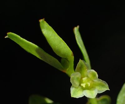 Phyllanthus andrachniformis, photographed by Nicola van Berkel