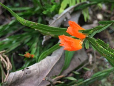 Isochilus aurantiacus, photographed by Carlos Funes