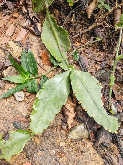 Rhipsalis pachyptera, photographed by Diogo Luiz