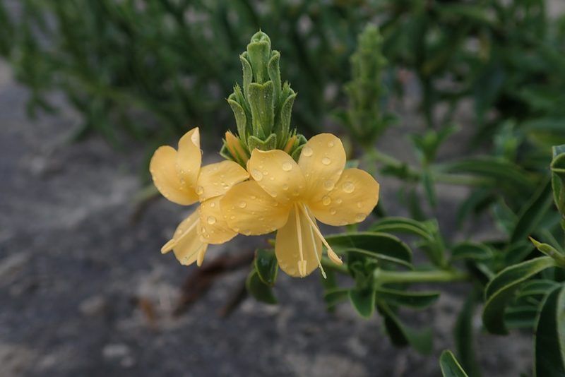 Barleria senensis, photographed by Robert Taylor