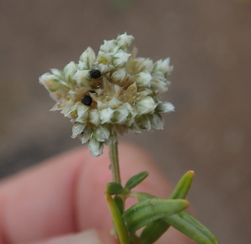 Limeum sulcatum, photographed by Robert Taylor