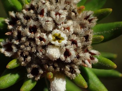 Phylica litoralis, photographed by Nicola van Berkel