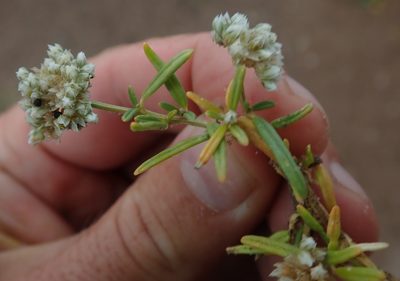 Limeum sulcatum, photographed by Robert Taylor