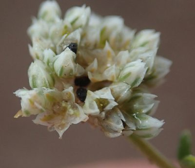 Limeum sulcatum, photographed by Robert Taylor