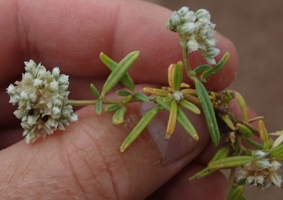 Limeum sulcatum, photographed by Robert Taylor