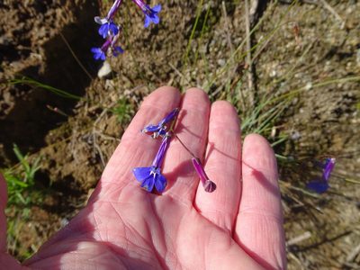Lobelia tomentosa, photographed by Shaun Swanepoel