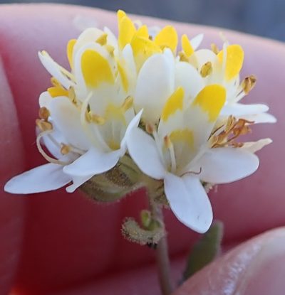 Polycarena aurea, photographed by Peter Warren