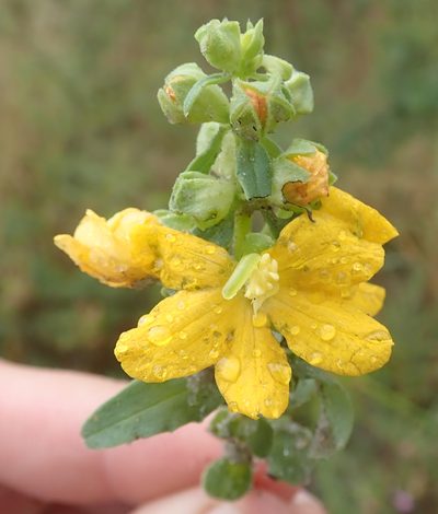 Alectra picta, photographed by Robert Taylor