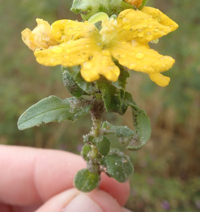 Alectra picta, photographed by Robert Taylor