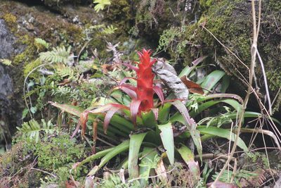 Tillandsia imperialis, photographed by Juan Cruzado Cortés