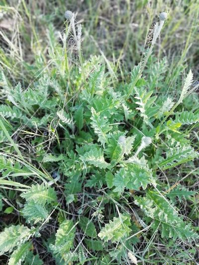 Cirsium tuberosum, photographed by David Delon
