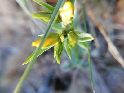 Linum campanulatum, photographed by David Delon
