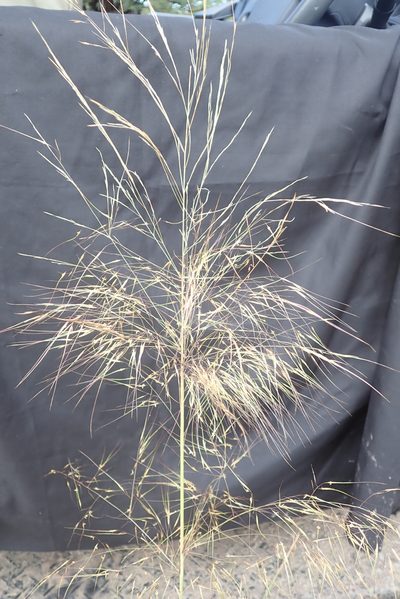 Aristida meridionalis, photographed by Robert Taylor