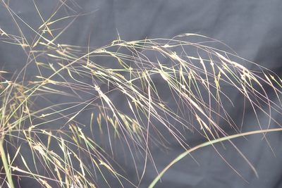 Aristida meridionalis, photographed by Robert Taylor