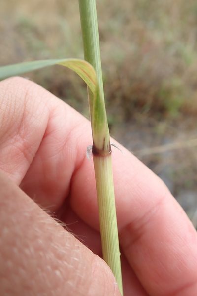 Aristida meridionalis, photographed by Robert Taylor