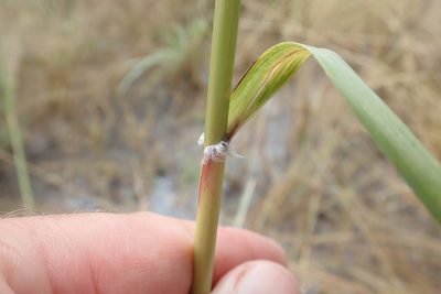 Aristida meridionalis, photographed by Robert Taylor