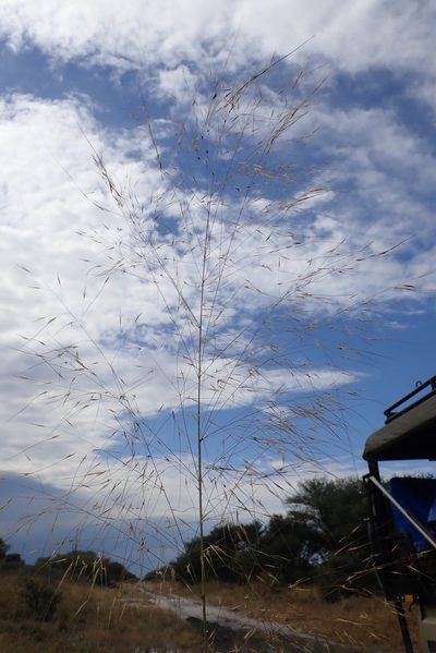 Aristida meridionalis, photographed by Robert Taylor